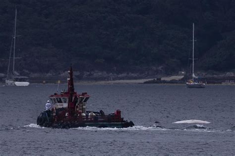 Hong Kong official vows to mull legal changes after discovery of whale carcass sparked anger